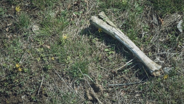 Воинские останки вылезли наружу у кладбища в Россошках