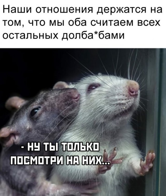 Веселые картинки в маленькую пятницу (28.05)