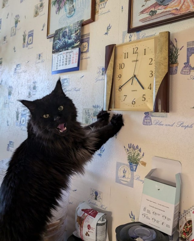 Смешные коты, которые бы победили на конкурсе абсурдных фотографий