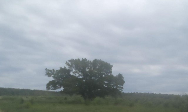 На дубе том...