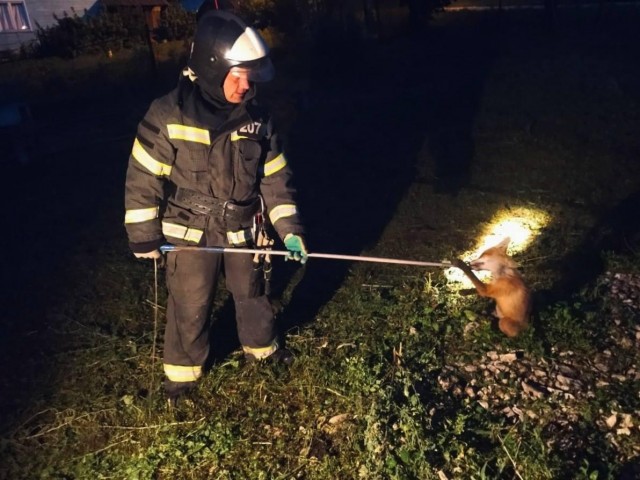 В подмосковье лисенок провел целую неделю в погребе.