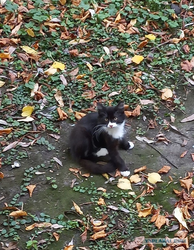 Котенок в добрые руки