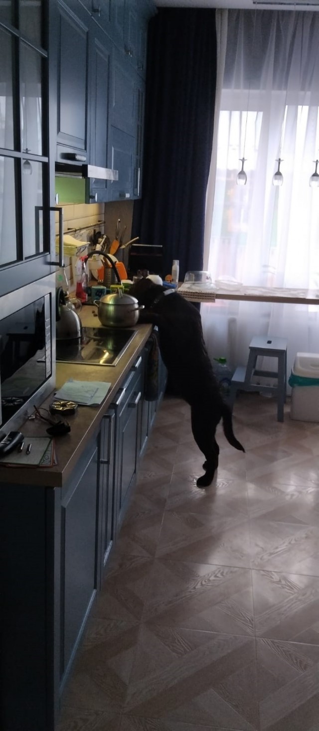 Собаки невиноваки