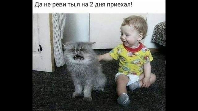 Коты и дети