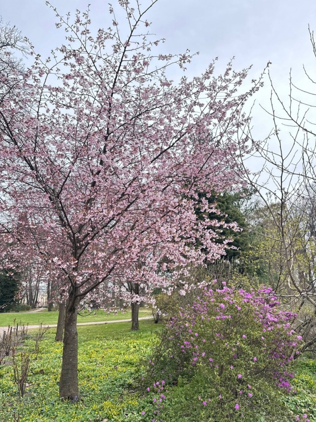 В ботаническом саду Петра Великого (СПб) расцветает сакура