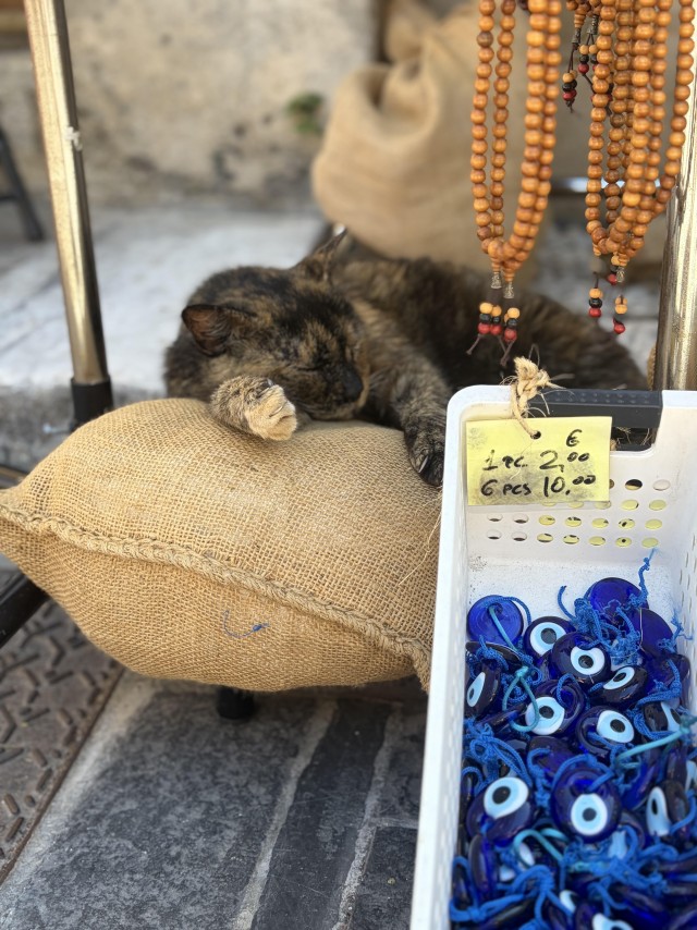 Уличные котики