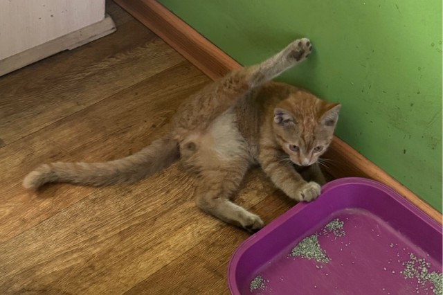 Фотки красивого кота.
