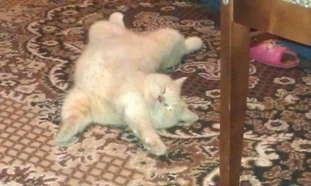 Котейка, который не знает как лежат котейки