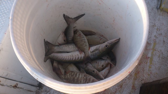 Рыбалка в Персидском заливе