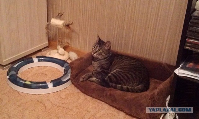 Котовторник  08.04.2014