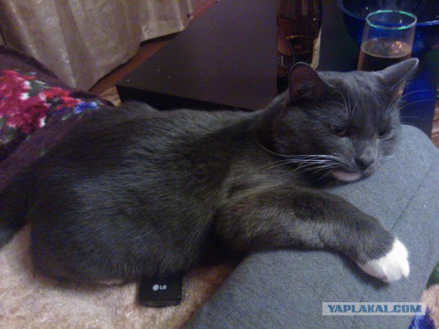 Котовторник 27.01.2015