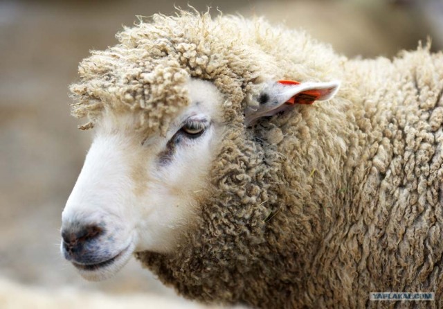 Скромная и целомудренная Саша Грэй