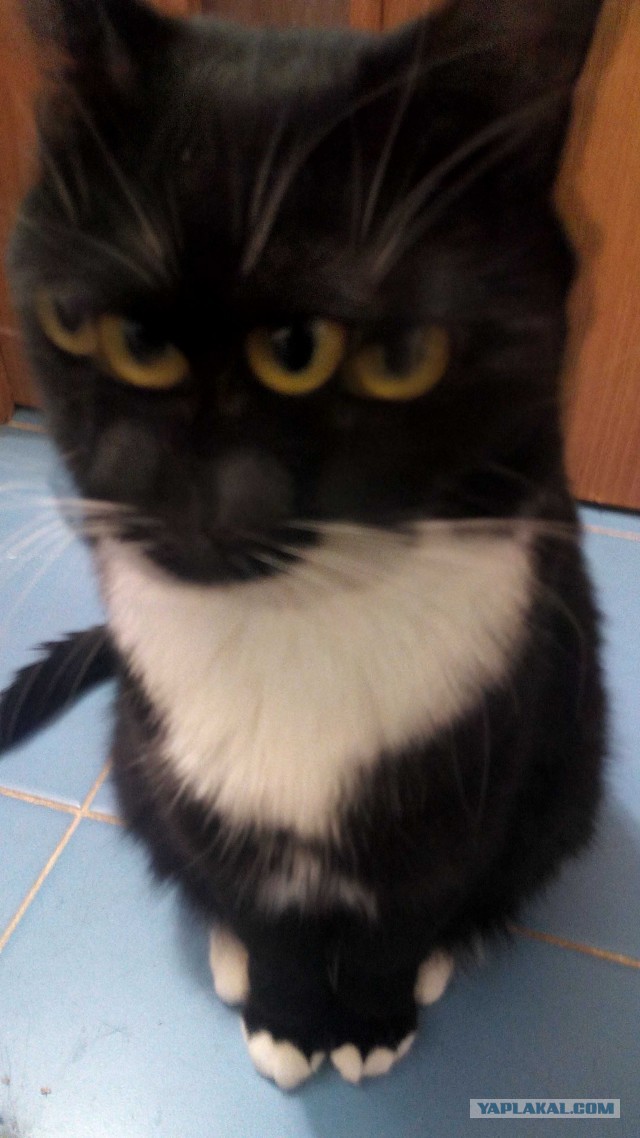 Котовторник   02.06.2015
