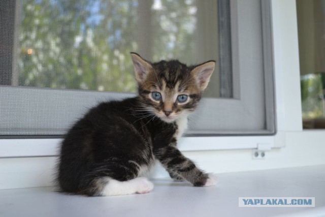 Котовторник 25.08.2015