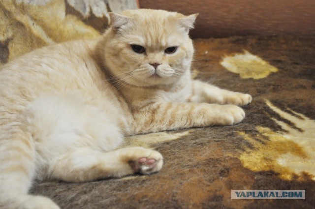 Котовторник 15-09-2015 !