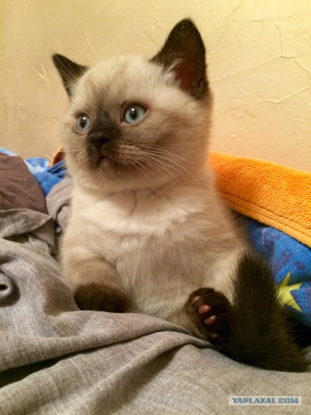 Котовторник - начало
