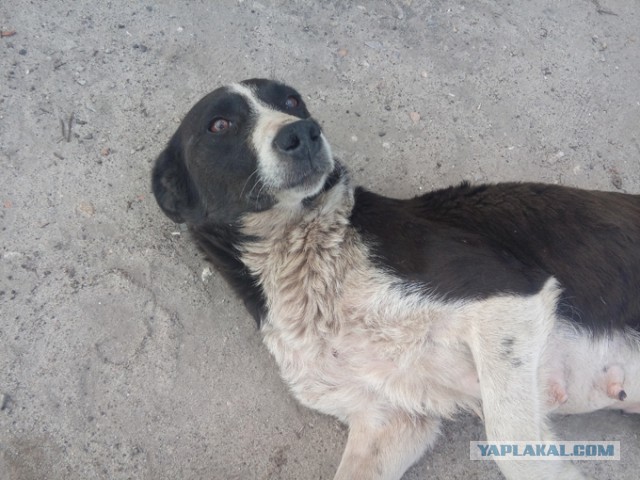 Неизвестный отстреливает бездомных собак на глазах прохожих в центре Челябинска