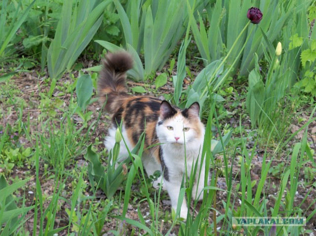 Трёхцветная - значит к счастью!