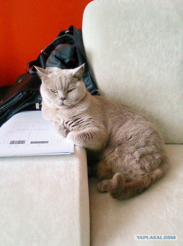 Кошачьи дела
