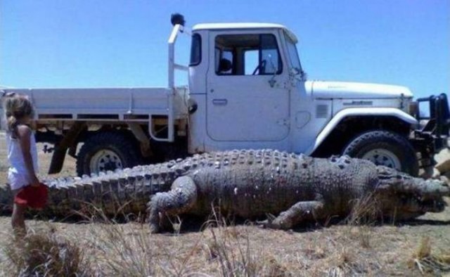 Прикольные животные