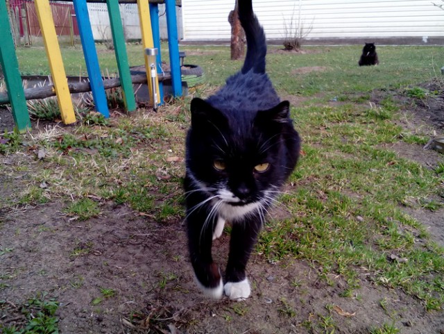 Котовторник 27.06.2017