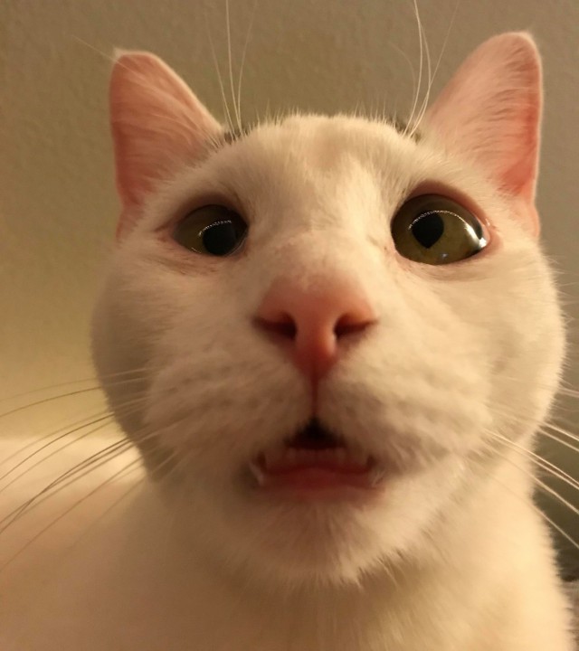 Коты и Кошки