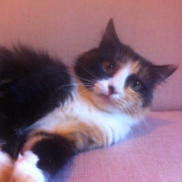 Коты и Кошки