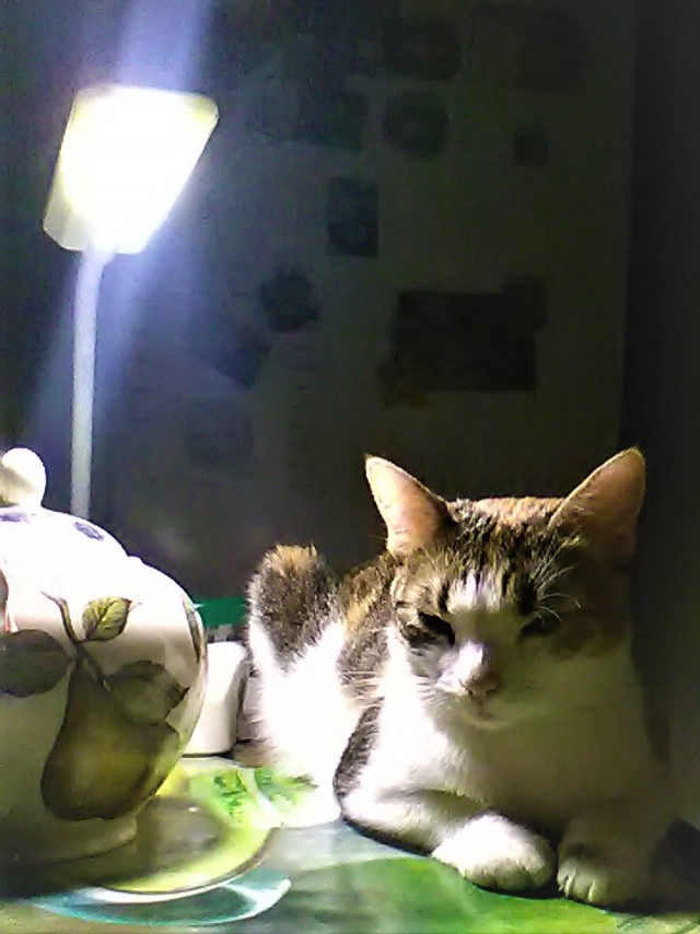 Котовторник