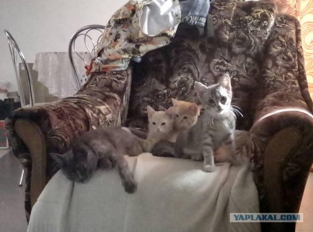 Ночью кошака перепугала