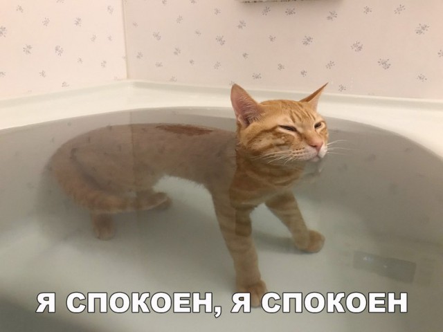 Прикольных котов пост