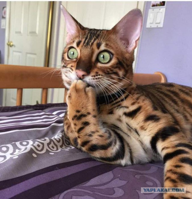 Котовторник ждали? А вот и он!