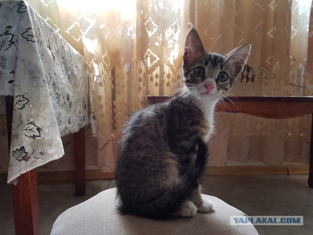 Котовторник 24.04.2018
