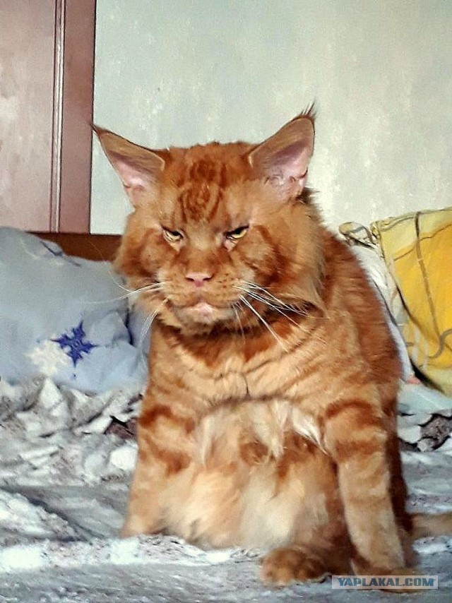 Джокер и его семья