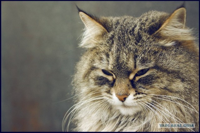 Котовторник в ЯПонии (58 фот)
