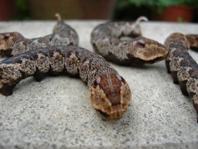 Странные черве-змеи