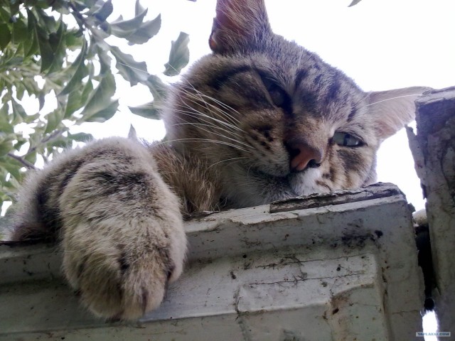 Сонный Котовторник