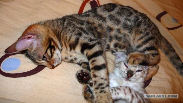 Котовторник 06.09.11