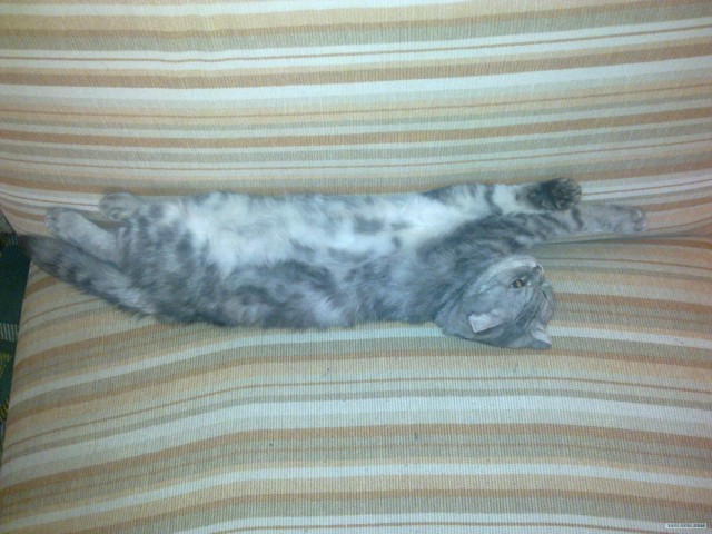 Котовторник так котовторник!