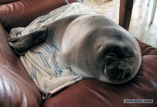 Внезапно! Морской котик на диване...