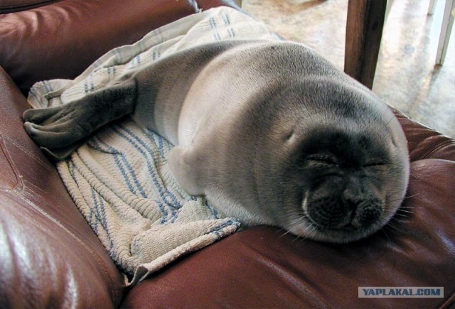 Внезапно! Морской котик на диване...