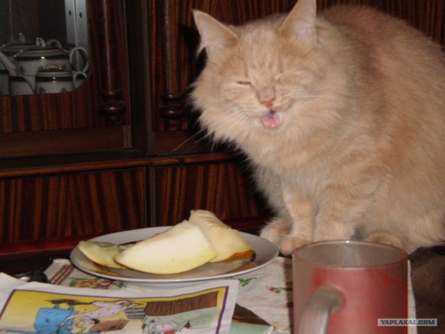 Котовторник 27.12.11