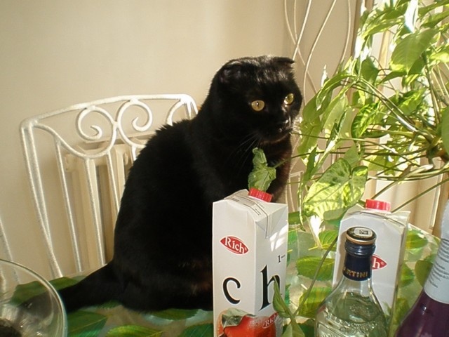 Котовторник (10.01.2012)