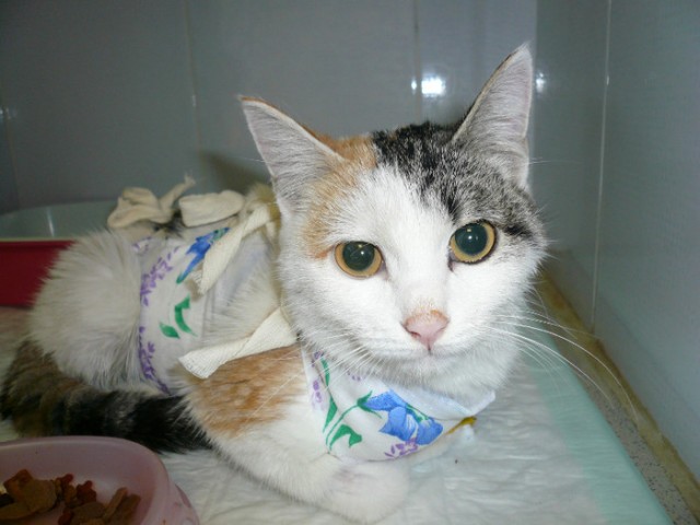 Вырвалась из лап садистов