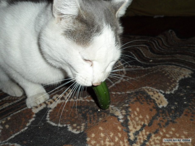 Котовторник 1 мая 2012