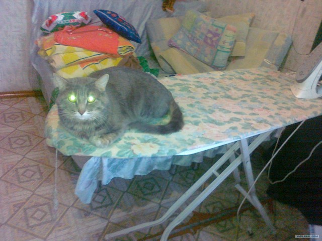 Котовторник 22.05.2012