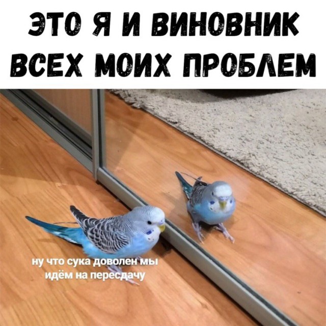 Нестандартный юмор