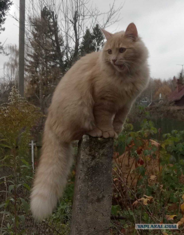 Зимние коты
