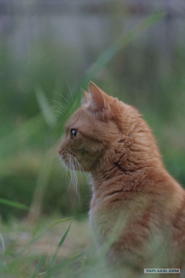 Котовторник 07.08.2012