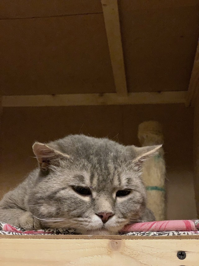 Забавные фото котеек