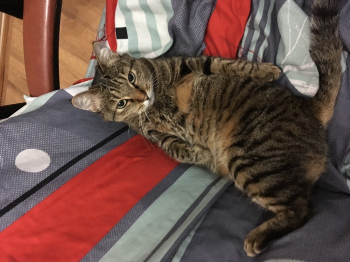 Котовторник 28.05.2019